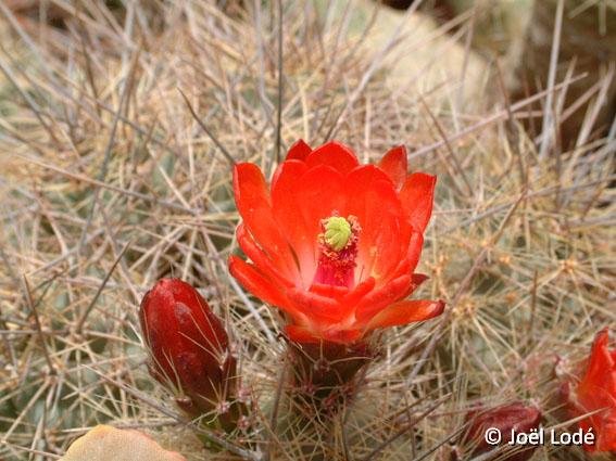 Echinocereus polyacanthus JLcoll.1239